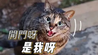 離奇消失了8天的流浪貓終於出現，半夜敲窗求收養，餓到開口喊媽｜李喜貓