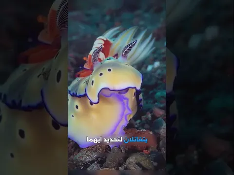 أغرب طرق تكاثر الحيوانات لن تصدقها! 🦈🐙