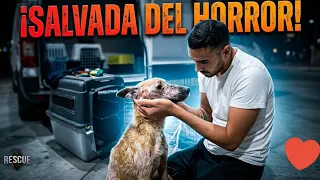 Estuvo encerrada 3 años en la oscuridad y hoy lucha por volver a caminar 💔🐾