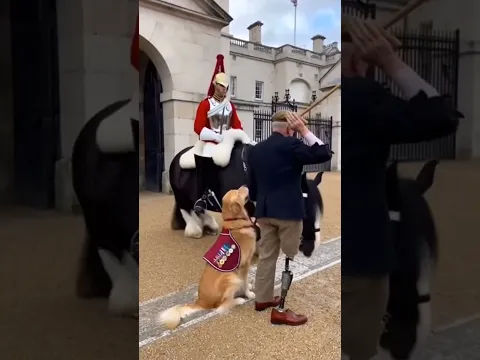 The Horse’s Heartwarming Respect Left Everyone Speechless ❤️🐴