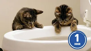 These CATS are too FUNNY! 🤣 | New Cat Videos