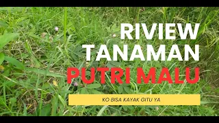 Ajaib! Sentuh Daunnya Langsung Nutup, Tanaman Apa Ini?!