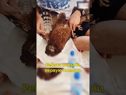 🦅Раненый Орёл Влетел в Машину🚙