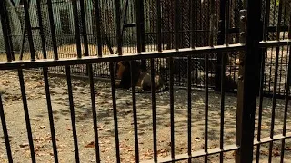 India's first zoo opened in 1863  #GOPALVSGIR is live