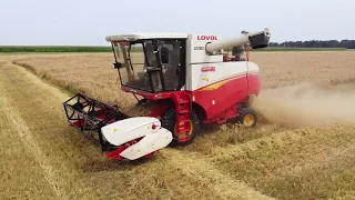 How Cow Give Birth BABY CALF BEING BORN Farm #WithMe Pretty Girl Wheat Harvest Cow Farming Milk 2021