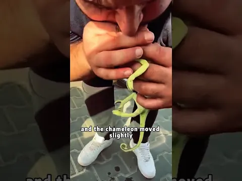Man saves chameleon with a kiss 💋 #animals #chameleon #love