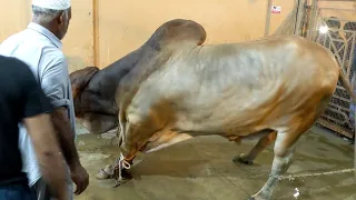 Bull Qurbani Video Eid 2nd day Eid ul adha 2021 BULL VIDEO  EID UL AZHA 2021 Bakra eid 2021