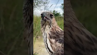 Beautiful Changeable Hawk Eagle 