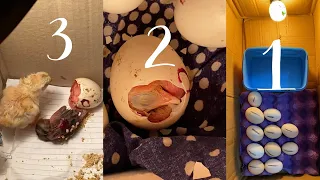 طريقه عمل (فقاسه البيض 🐤) بي اسهل طريقه في البيت ❤️🐤