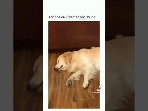 No reaction until… 😂 #funnydogs #shorts #relaxmydog #funny #dogs
