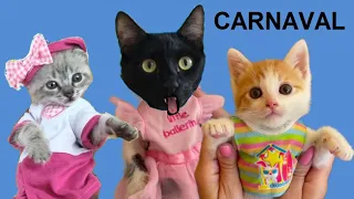 Gatito bebe se pone ropa para Carnaval 2023 / Videos de gatos graciosos Luna y Estrella en español