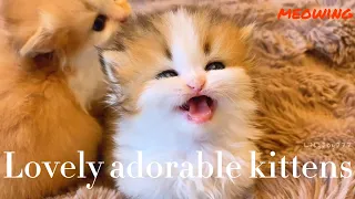 8 Minutes of Cuteness Overload 😻🐾 | Cats That Make Your Day Better ☀️💕