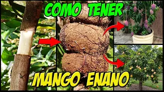 COMO TENER MANGO ENANO 🥭 PASO A PASO
