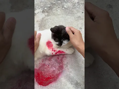 OMG 😱 My Cat 😿🩸 #cat #catvideos #pets #animals #foryou #shots