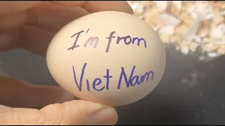 Raw Egg Peeling Asmr Live #29