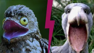 Cantos de aves mas ATERRADORES que seguro te asustaran