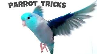 Parrotlet Enrichment Ideas For Small Birds - Fun Parrot Tricks Compilation 