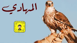 شيلة : المهادي - سعد محسن ( حصرياً ) 2024