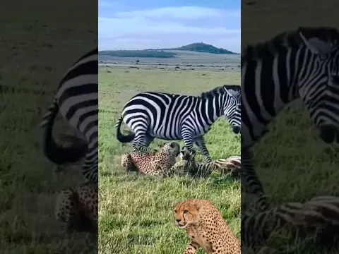 A mother zebra saves her calf from a cheetah