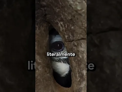 Tucan Que Se Encierra Solo En Los Árboles