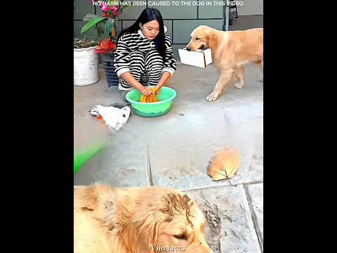 Dog Was Treated Badly… But His Loyalty Shocked Everyone 😢 #pets #cute #funny #dog #cutepup