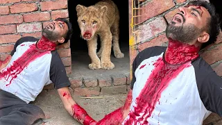 Lion Ny Hamla Kr Diya Turab Pr💔