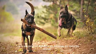 El hombre del parque #historiasreddit #perros #elritmodelaselva #amoranimal