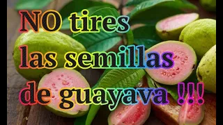 No tires las semillas de Guayava!