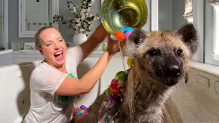 EASTER BATH WITH A HYENA AND CHIMPANZEE!