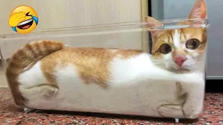 FUNNIEST CAT VIDEOS 2024 COMPILATION 😂 Funny Cats 22 😺 #funny #pet #cat #foryou #viral #viralvideo