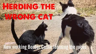 Sparks are flying between our new working Border Collie June and our farm cat Luna👀