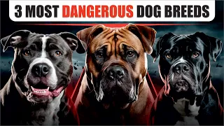 5 Most deadliest and dangerous dog breeds in the world 🔥🌎 #shorts #dog