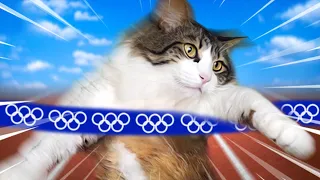 A Primeira Olimpíada de Gatos