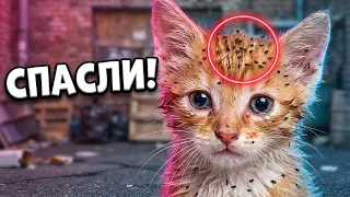 Спасение рыжего котенка от блох. Котенок ищет дом / SANI vlog