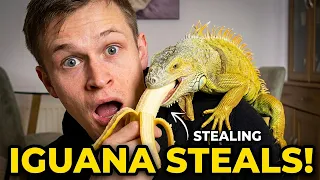 My iguana's food stealing technique is insane