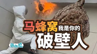 马蜂窝能有多夸张？如何安全地捅马蜂窝？How exaggerated can a hornet's nest be? How to safely remove a hornet's nest?