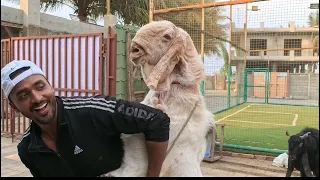 Best Quality Goat at Dora Goat Farming with full farm tour,Mahapoli-Bhiwandi-9307130858