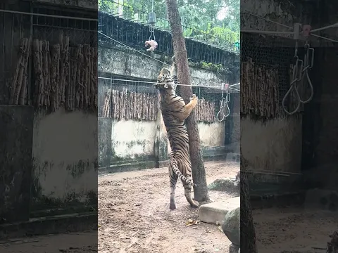 The Monment a Tiger Feasts: The Power of the King of the Jungle!