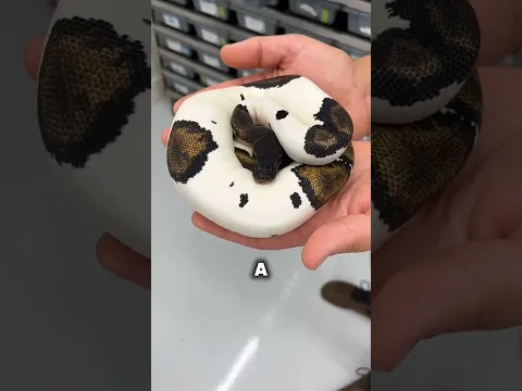 Rarest Animals Ever Found In New Buy House
