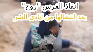 انقاذ الفرس "روح" بعد انتش.الها من ايادى الش.ر #٦٠شو_مع_الدكتور_حاتم_ستين