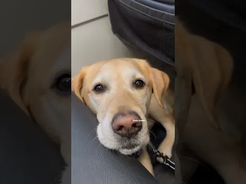 The Smartest Dog In The World🐕🌎