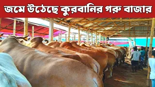 কুরবানী ঈদের গরু বাজার। জমে উঠেছে গরু বাজার। জমে উঠেছে গরু বাজার।