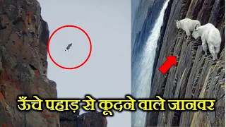 इन जानवरों को ऊँचे पहाड़ों से कूदता देख वैज्ञानिक भी हैरान है ! ANIMALS JUMPING FROM HIGH MOUNTAINS .