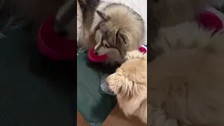 Playtime 🐶😄