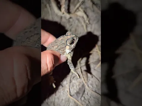 Catching a frog wants to laugh | Funny frogs | Catching Frogs funny | tep longheng funny