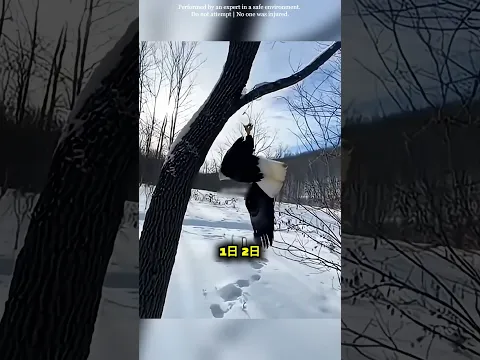 吹雪の中で始まった男とワシの特別な物語 🦅❄️