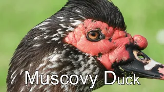 New Zealand Birdwatching of the week - Muscovy Duck ( Video Filmed by YANG Edwin )