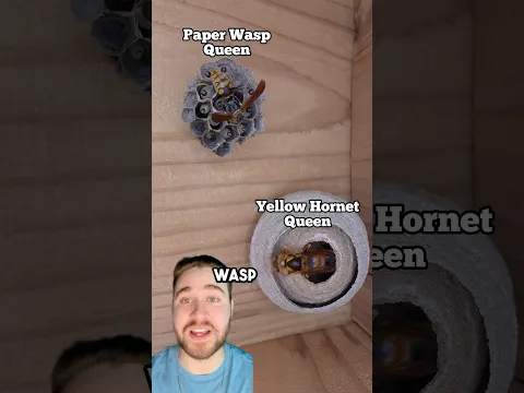 When A Hornet Queen And Wasp Queen Build Too Close…