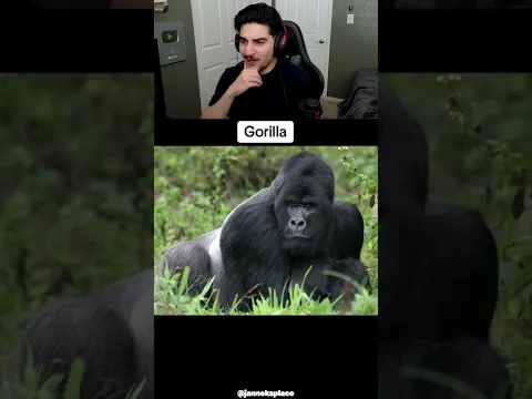 HOW DIFFERENT ANIMALS YAWN #shorts