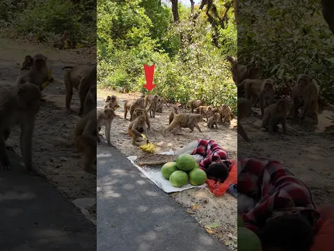 ये भाई दुकान छोड़ कर सो गया 😱😱 #adarshshuklamohanpur #helpbyadarsh #monkey #love